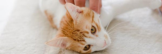 You’re Not Alone: What FIP Parents Often Feel (And That’s Normal)