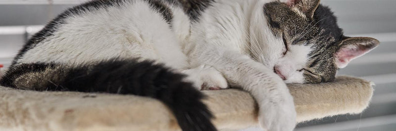 My Cat Looks Worse After Starting Treatment — Is This Normal?