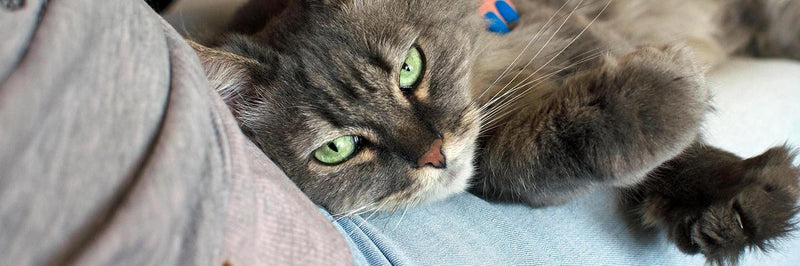 It’s Okay to Feel Exhausted During FIP Treatment