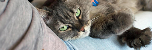 It’s Okay to Feel Exhausted During FIP Treatment