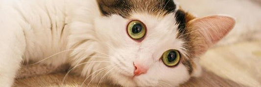 Understanding FIP Types: Ocular and Neurological — What Every Cat Parent Should Kno