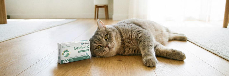 Why Liver Support Is Essential During FIP Treatment