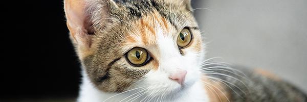 How to Choose the Right Supplements for Your FIP Cat