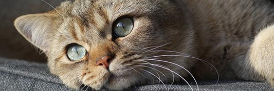Probiotics, Prebiotics, and Postbiotics: What FIP Cats Really Need During Recovery