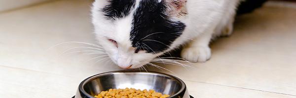 What If My Cat Stops Eating During FIP Treatment?