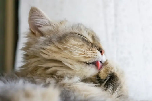 Feline oral inflammatory disease – common clinical findings, diagnostic pathways and therapy