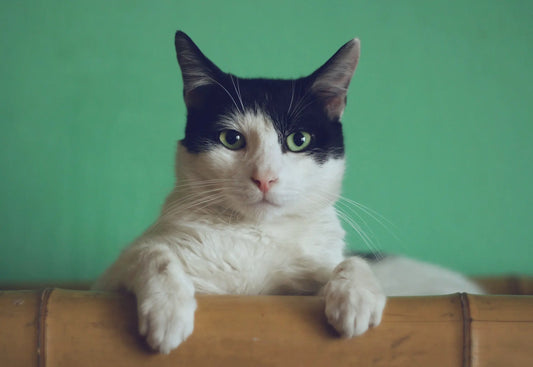 Dry FIP Symptoms in Cats: Recognizing Neurological Signs, Seizures, and the Best FIP Treatment