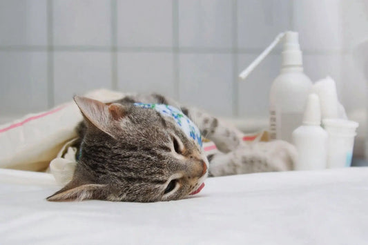 Thinking About GS-441524 Oral Liquid for FIP? Read This First