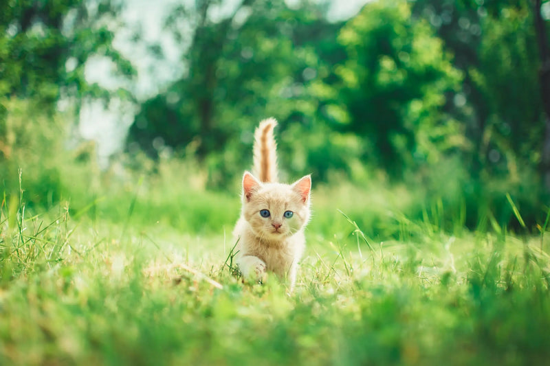 What Is FIP in Cats? Identifying Cats with FIP Symptoms Early
