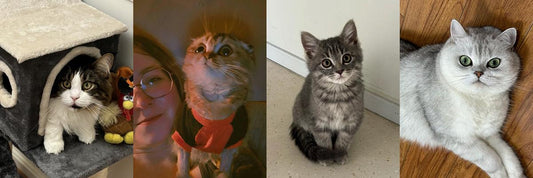 Understanding Feline Infectious Peritonitis (FIP)