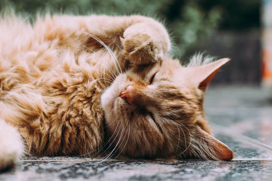 Is Your Cat’s Swollen Belly Wet FIP? Clinical Fluid & Breathing Symptoms