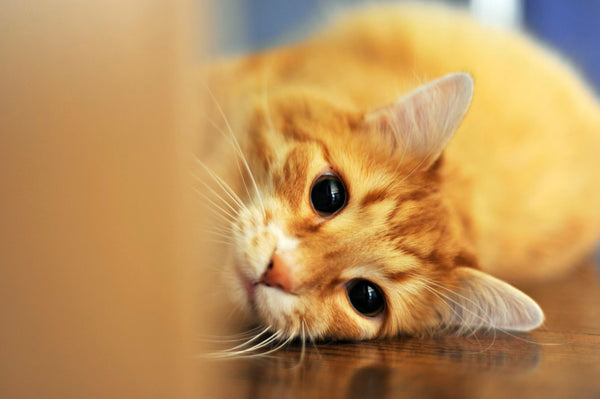 Ocular FIP in Cats: Critical Eye Symptoms, Treatment Guide, and Costs
