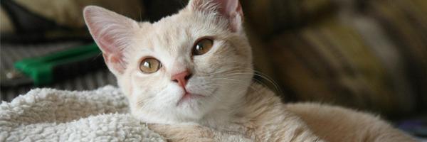 Complete Guide to Modern FIP Treatment(Official Blog)