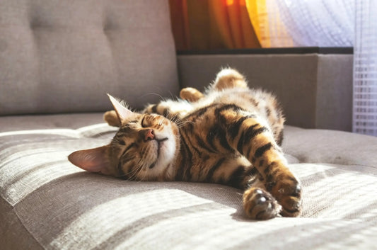 FIP in Cats: Is It Contagious, How Is It Diagnosed, and Can It Be Cured?