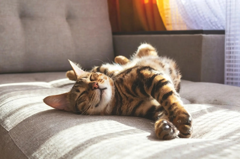 La PIF chez les chats : est-elle contagieuse, comment est-elle diagnostiquée et peut-elle être guérie ? 