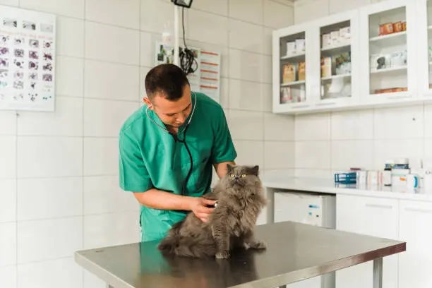 How to Treat FIP: Timeline, Dosage Calculator, and Cost Breakdown