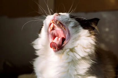 A cat opening its mouth wide, illustrating severe chronic oral pain and vocalizing from refractory feline stomatitis.