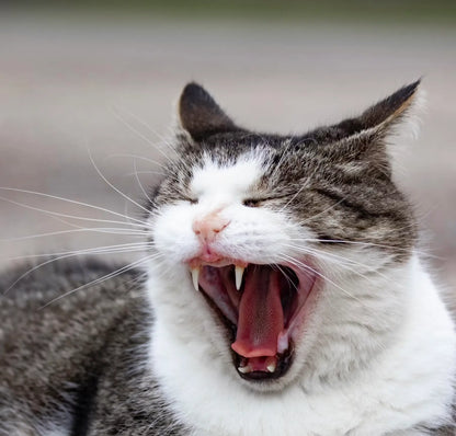 StomaHeal – Antivirale Therapie für Katzenstomatitis