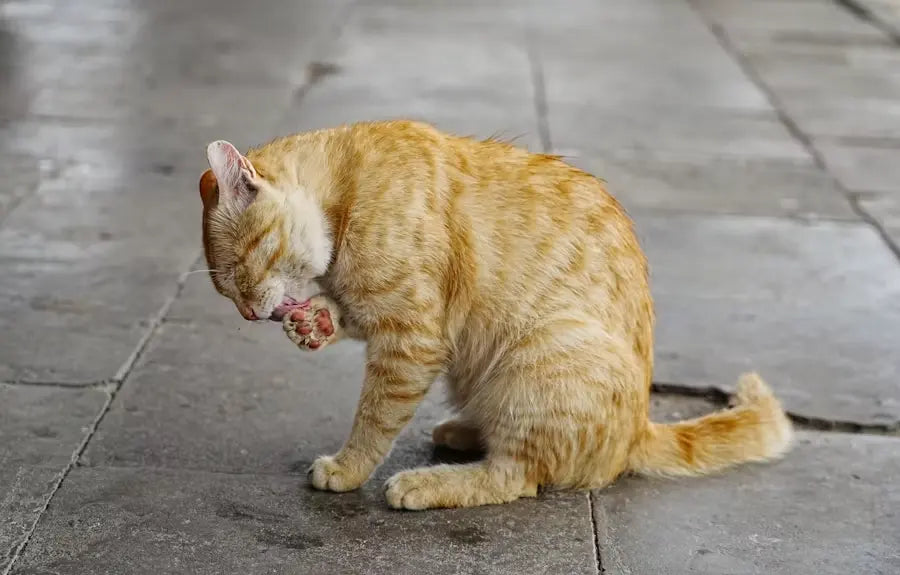 A ginger cat grooming its paw, highlighting how feline calicivirus FCV and FHV-1 exacerbate chronic oral inflammation.