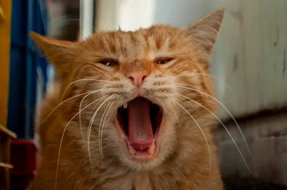 A ginger cat opening its mouth, highlighting non-invasive feline chronic gingivostomatitis treatment options by MaxPaw.