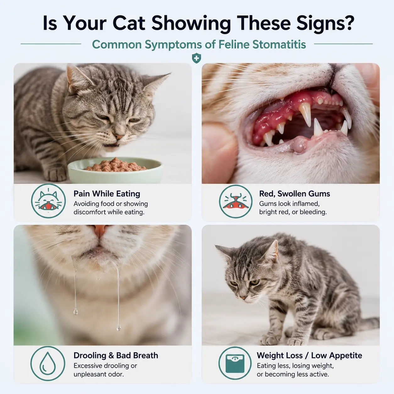 Common symptoms of feline stomatitis in cats