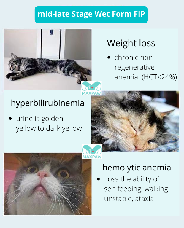 FIP Treatment Injection
